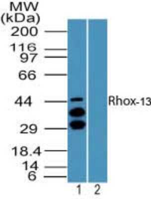 Western Blot: Rhox13 Antibody [NBP2-24511]