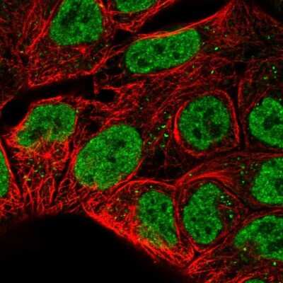 Immunocytochemistry/ Immunofluorescence: Ribonuclease A Antibody [NBP1-87804]