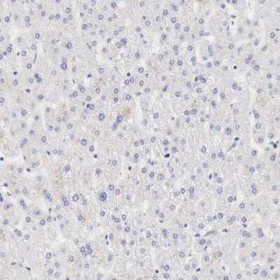 Immunohistochemistry-Paraffin: Ribonuclease A Antibody [NBP1-87804]