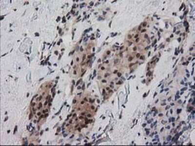 Immunohistochemistry-Paraffin: Ribonuclease Inhibitor Antibody (OTI1B7) [NBP2-03254]