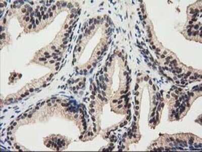 Immunohistochemistry-Paraffin: Ribonuclease Inhibitor Antibody (OTI1B7) [NBP2-03254]