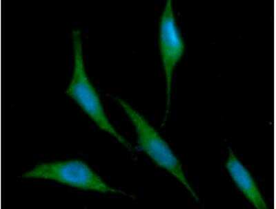 Immunocytochemistry/ Immunofluorescence: Ribonuclease Inhibitor Antibody (1H23) - BSA Free [NBP1-30167]
