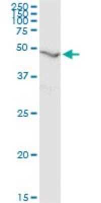Western Blot: Ribonuclease Inhibitor Antibody (3F5) [H00006050-M07]