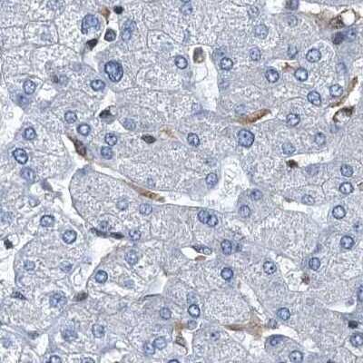 Immunohistochemistry-Paraffin: Ribonuclease Inhibitor Antibody [NBP1-87162]