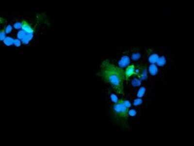 Immunocytochemistry/ Immunofluorescence: Ribonuclease Inhibitor Antibody (OTI1B7) - Azide and BSA Free [NBP2-73896]