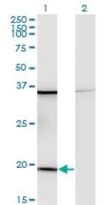 Western Blot: Ribosomal Protein L17 Antibody (3G11) [H00006139-M01]
