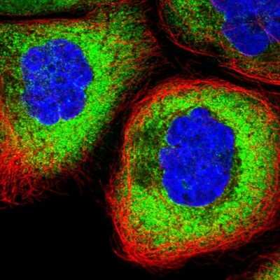 Immunocytochemistry/ Immunofluorescence: Ribosomal Protein L17 Antibody [NBP2-48798]
