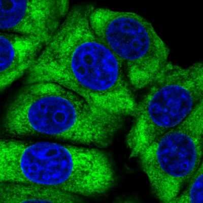 Immunocytochemistry/ Immunofluorescence: Ribosomal Protein L24 Antibody [NBP2-33622]