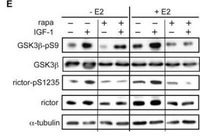 Western Blot: Rictor Antibody [NB100-612]