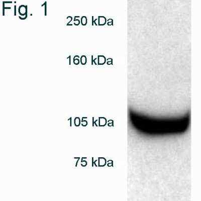 Western Blot: Rpn2 Antibody [NB120-2941]