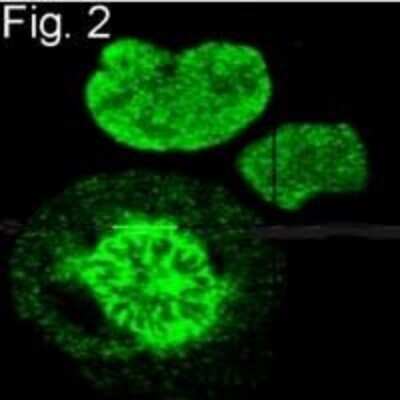 Immunocytochemistry/ Immunofluorescence: S-Peptide Epitope Tag Antibody (6.2) [NBP2-37832]