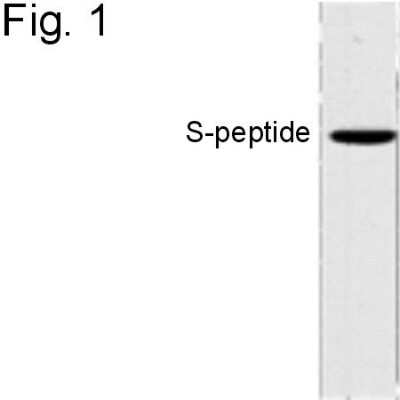 Western Blot: S-Peptide Epitope Tag Antibody (6.2) [NBP2-37832]