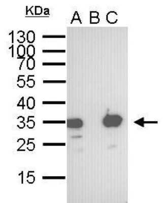 Western Blot: S-Tag Epitope Tag Antibody (247) [NBP2-43726]