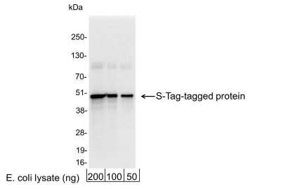 Western Blot: S-Tag Epitope Tag AntibodyBSA Free [NB600-511]