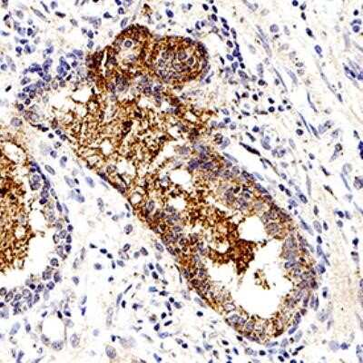 Immunohistochemistry-Paraffin: S-arrestin Antibody (PDS-1) - Azide and BSA Free [NBP2-80937]