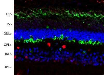 Immunocytochemistry/ Immunofluorescence: S-arrestin Antibody (S128) [NBP2-25161]