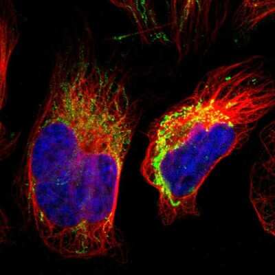 Immunocytochemistry/ Immunofluorescence: S100A10 Antibody [NBP1-89370]