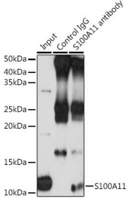 Immunoprecipitation: S100A11 Antibody - BSA Free [NBP3-03232]