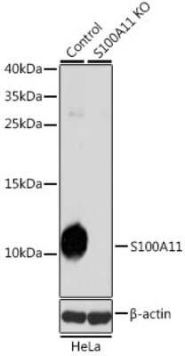 Knockout Validated: S100A11 Antibody - BSA Free [NBP3-03232]