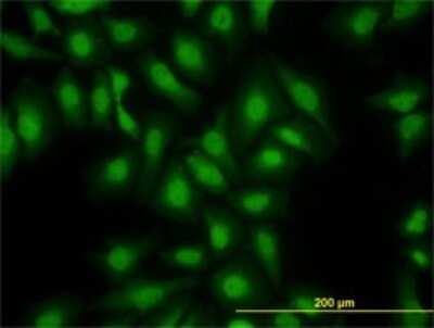 Immunocytochemistry/ Immunofluorescence: S100A13 Antibody (3A7) [H00006284-M01]