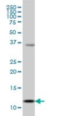 Western Blot: S100A13 Antibody (3A7) [H00006284-M01]