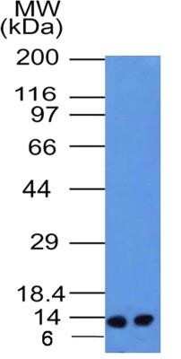 Western Blot: S100A4 Antibody (1C4)Azide and BSA Free [NBP2-80936]