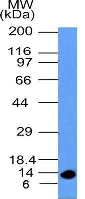 Western Blot: S100A4 Antibody (1C4)BSA Free [NBP2-36431]