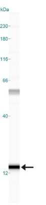 Simple Western: S100A7/Psoriasin Antibody (47C1068)Azide Free [NBP2-24911]