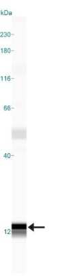 Simple Western: S100A7/Psoriasin Antibody (47C1068)BSA Free [NB100-56559]