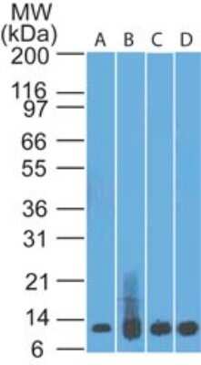 Western Blot: S100A8 Antibody (48M7C7) [NBP2-25256]
