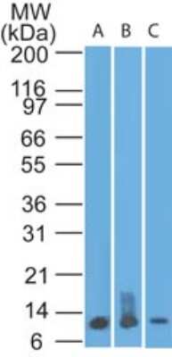 Western Blot: S100A8 Antibody (48M7F9) [NBP2-25257]