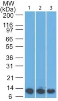 Western Blot: S100A8 Antibody (63N13G5)Azide Free [NBP2-25273]