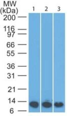 Western Blot: S100A8 Antibody (63N13G5)BSA Free [NBP2-27067]