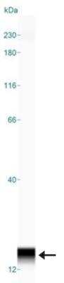 Simple Western: S100A9 Antibody [NB110-89726]