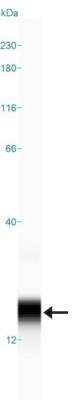 Simple Western: S100A9 Antibody [NBP1-89360]
