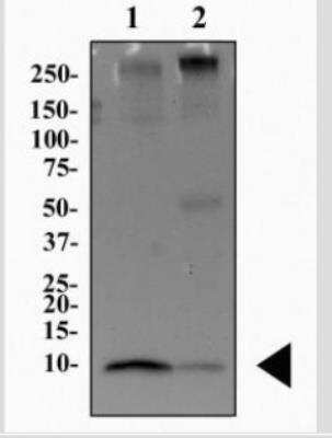 Western Blot: S100B Antibody (15F4NB)Azide and BSA Free [NBP2-45225]