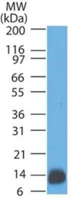 Western Blot: S100B Antibody (4C4.9)Azide and BSA Free [NBP2-33168]