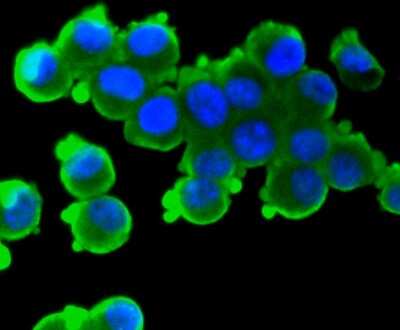 Immunocytochemistry/ Immunofluorescence: S100B Antibody (SC57-02) [NBP2-67572]