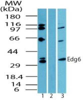 Western Blot: S1P4/EDG-6 AntibodyBSA Free [NBP2-24500]