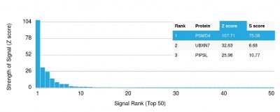 Protein Array: S5a/Angiocidin Antibody (CPTC-PSMD4-3) - Azide and BSA Free [NBP3-08271]