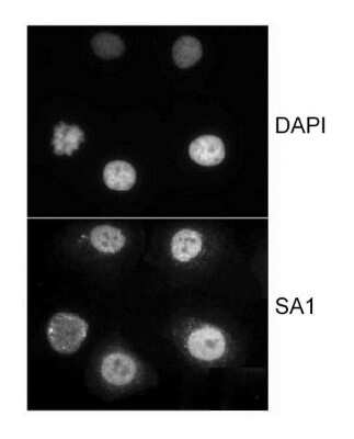 Immunocytochemistry/ Immunofluorescence: SA1 Antibody [NB100-298]