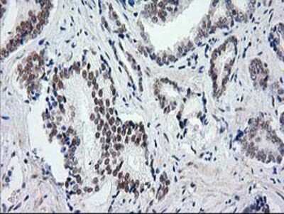 Immunohistochemistry-Paraffin: SAE2 Antibody (OTI4A3) [NBP2-03688]