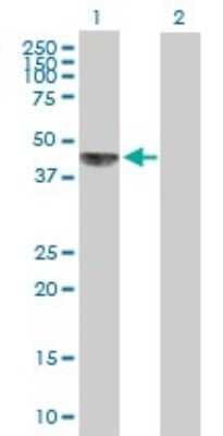 Western Blot: SAM68 Antibody [H00010657-B01P]