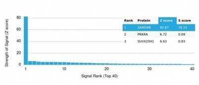 Protein Array: SAMD4B Antibody (PCRP-SAMD4B-1H3) [NBP3-13749]