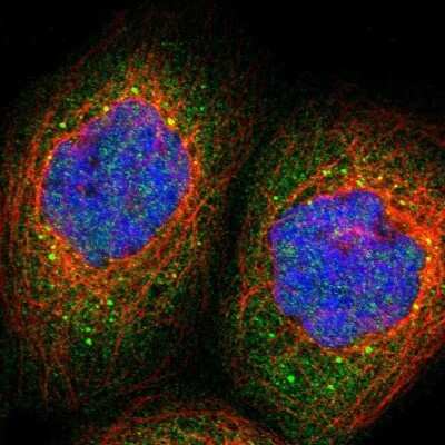 Immunocytochemistry/ Immunofluorescence: SAMD9 Antibody [NBP1-91244]
