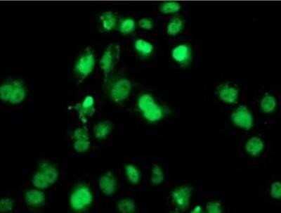 Immunocytochemistry/ Immunofluorescence: SAMHD1 Antibody (OTI3F5) - Azide and BSA Free [NBP2-73979]