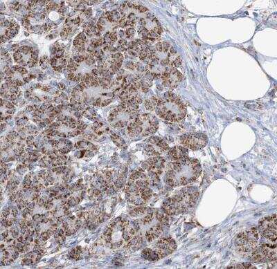 Immunohistochemistry-Paraffin: SAMM50 Antibody [NBP1-84509]