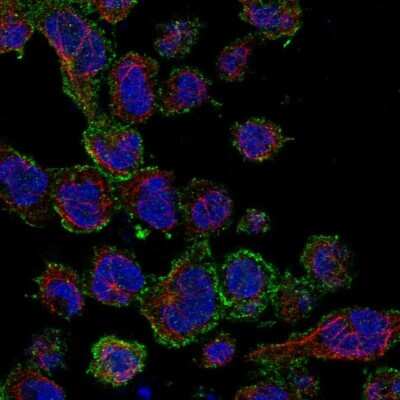 Immunocytochemistry/ Immunofluorescence: SAMSN1 Antibody [NBP1-82598]