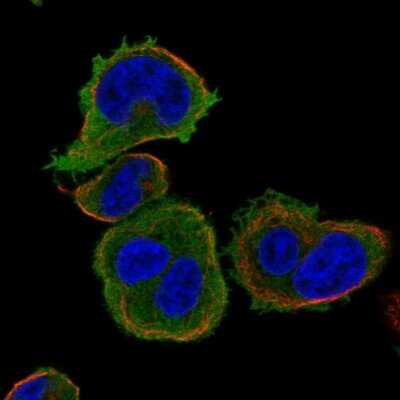 Immunocytochemistry/ Immunofluorescence: SAMSN1 Antibody [NBP1-82599]