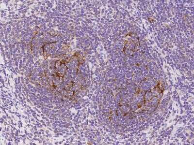 Immunohistochemistry-Paraffin: SAMSN1 Antibody [NBP2-97172]